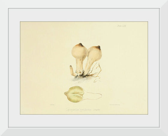 "Illustrations of British Mycology Plate 70 (1847-1855)", Anna Maria Hussey