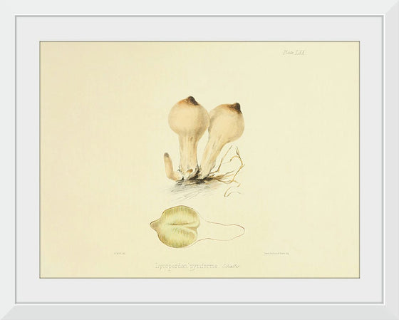 "Illustrations of British Mycology Plate 70 (1847-1855)", Anna Maria Hussey