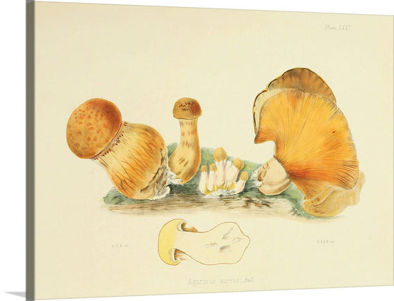 "Illustrations of British Mycology Plate 71 (1847-1855)", Anna Maria Hussey