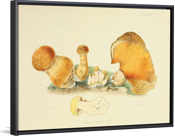 "Illustrations of British Mycology Plate 71 (1847-1855)", Anna Maria Hussey