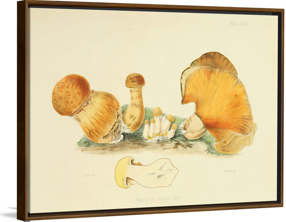 "Illustrations of British Mycology Plate 71 (1847-1855)", Anna Maria Hussey