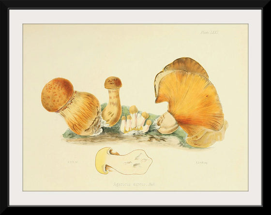 "Illustrations of British Mycology Plate 71 (1847-1855)", Anna Maria Hussey