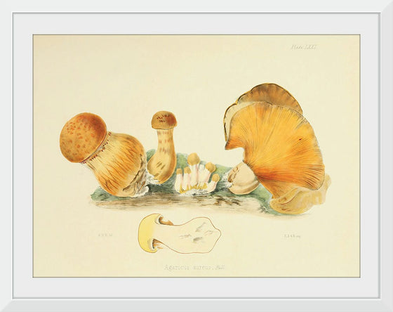 "Illustrations of British Mycology Plate 71 (1847-1855)", Anna Maria Hussey