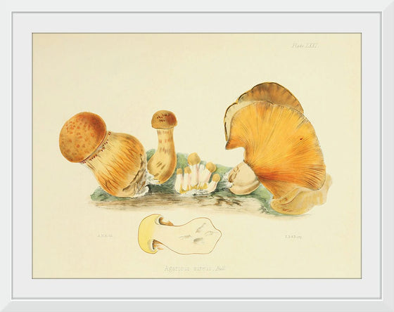 "Illustrations of British Mycology Plate 71 (1847-1855)", Anna Maria Hussey