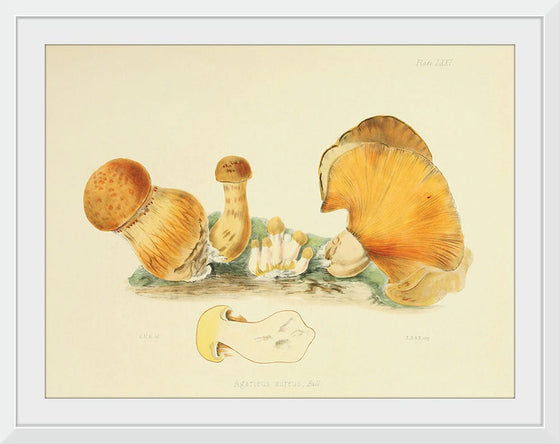 "Illustrations of British Mycology Plate 71 (1847-1855)", Anna Maria Hussey