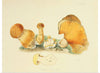 "Illustrations of British Mycology Plate 71 (1847-1855)", Anna Maria Hussey