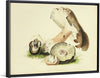 "Illustrations of British Mycology Plate 73 (1847-1855)", Anna Maria Hussey