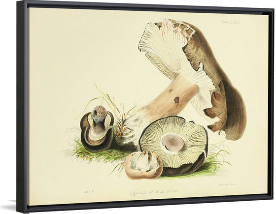 "Illustrations of British Mycology Plate 73 (1847-1855)", Anna Maria Hussey