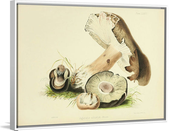 "Illustrations of British Mycology Plate 73 (1847-1855)", Anna Maria Hussey