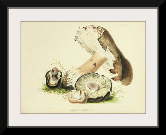 "Illustrations of British Mycology Plate 73 (1847-1855)", Anna Maria Hussey