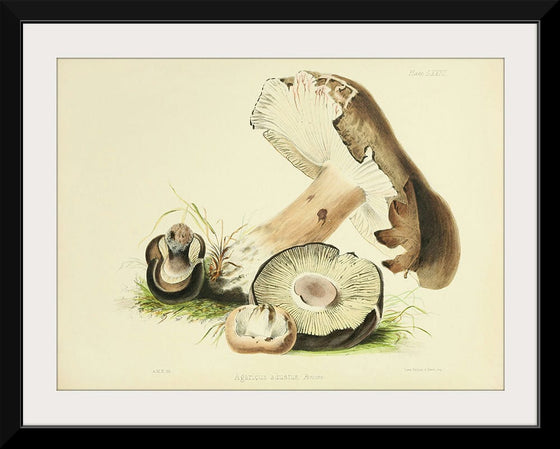 "Illustrations of British Mycology Plate 73 (1847-1855)", Anna Maria Hussey