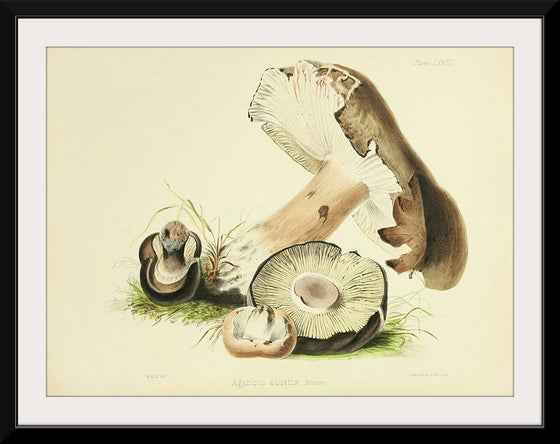 "Illustrations of British Mycology Plate 73 (1847-1855)", Anna Maria Hussey