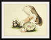 "Illustrations of British Mycology Plate 73 (1847-1855)", Anna Maria Hussey