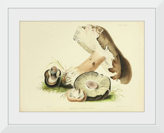 "Illustrations of British Mycology Plate 73 (1847-1855)", Anna Maria Hussey