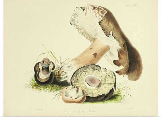 "Illustrations of British Mycology Plate 73 (1847-1855)", Anna Maria Hussey