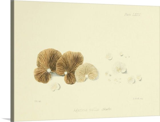 "Illustrations of British Mycology Plate 74 (1847-1855)", Anna Maria Hussey