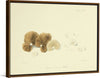 "Illustrations of British Mycology Plate 74 (1847-1855)", Anna Maria Hussey