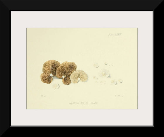 "Illustrations of British Mycology Plate 74 (1847-1855)", Anna Maria Hussey