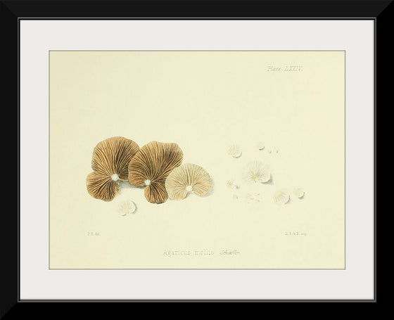 "Illustrations of British Mycology Plate 74 (1847-1855)", Anna Maria Hussey