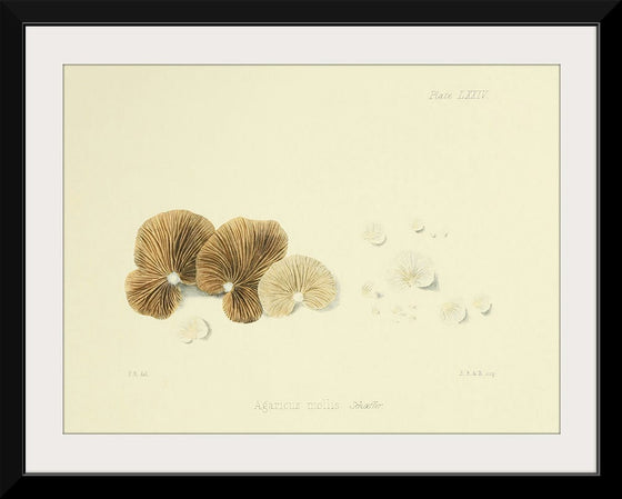 "Illustrations of British Mycology Plate 74 (1847-1855)", Anna Maria Hussey