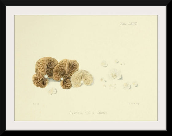 "Illustrations of British Mycology Plate 74 (1847-1855)", Anna Maria Hussey