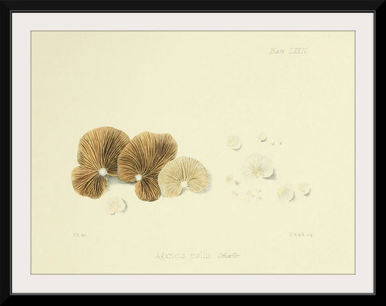 "Illustrations of British Mycology Plate 74 (1847-1855)", Anna Maria Hussey