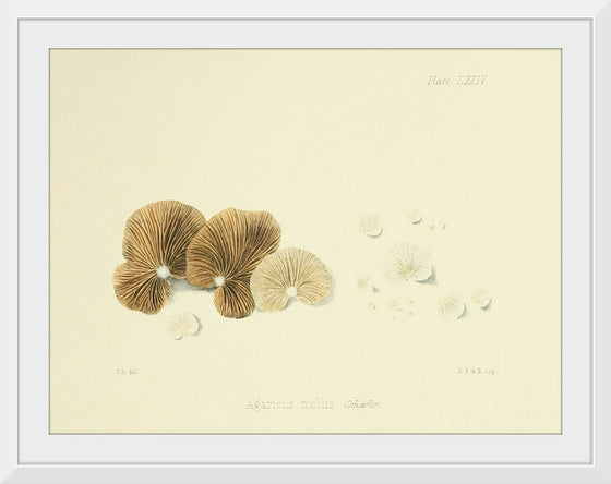 "Illustrations of British Mycology Plate 74 (1847-1855)", Anna Maria Hussey