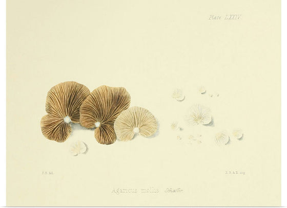 "Illustrations of British Mycology Plate 74 (1847-1855)", Anna Maria Hussey