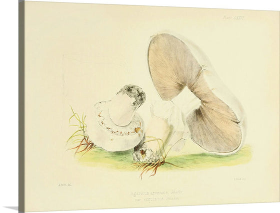 "Illustrations of British Mycology Plate 76 (1847-1855)", Anna Maria Hussey