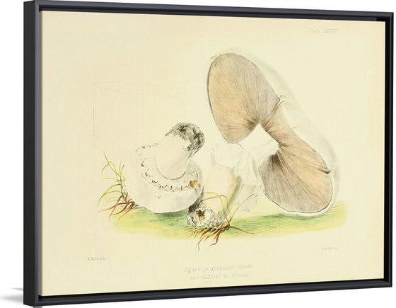 "Illustrations of British Mycology Plate 76 (1847-1855)", Anna Maria Hussey