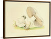 "Illustrations of British Mycology Plate 76 (1847-1855)", Anna Maria Hussey