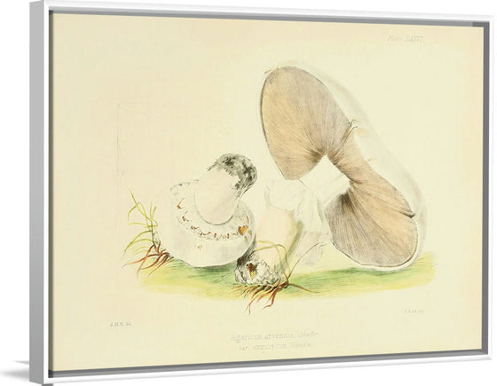 "Illustrations of British Mycology Plate 76 (1847-1855)", Anna Maria Hussey