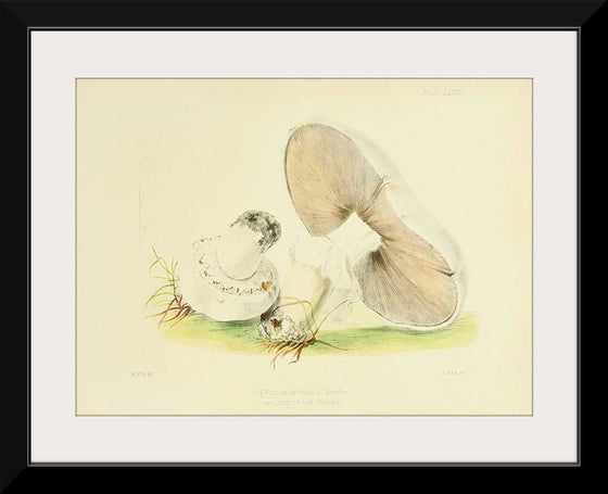 "Illustrations of British Mycology Plate 76 (1847-1855)", Anna Maria Hussey