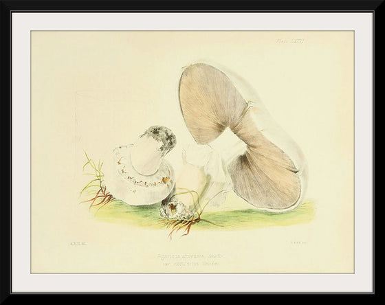 "Illustrations of British Mycology Plate 76 (1847-1855)", Anna Maria Hussey