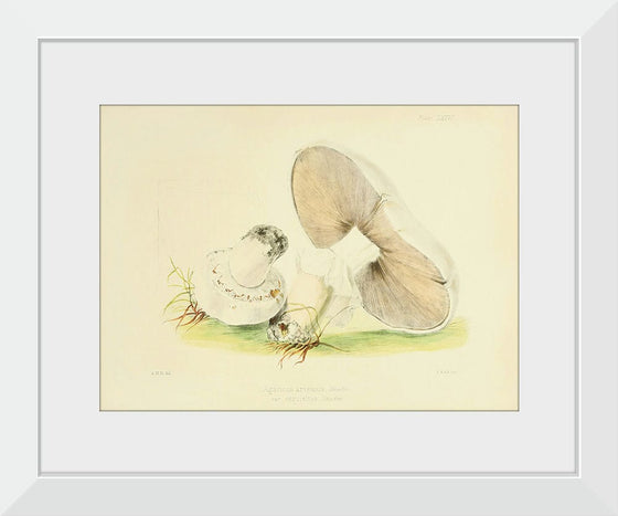 "Illustrations of British Mycology Plate 76 (1847-1855)", Anna Maria Hussey