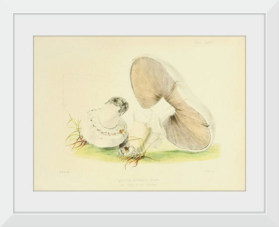 "Illustrations of British Mycology Plate 76 (1847-1855)", Anna Maria Hussey