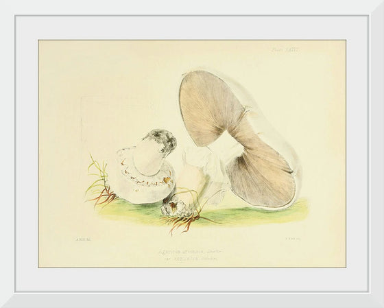 "Illustrations of British Mycology Plate 76 (1847-1855)", Anna Maria Hussey