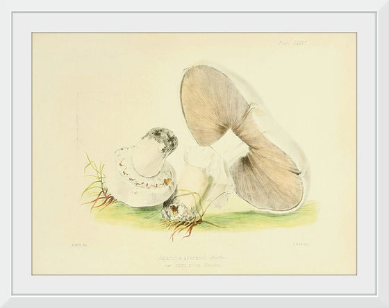 "Illustrations of British Mycology Plate 76 (1847-1855)", Anna Maria Hussey