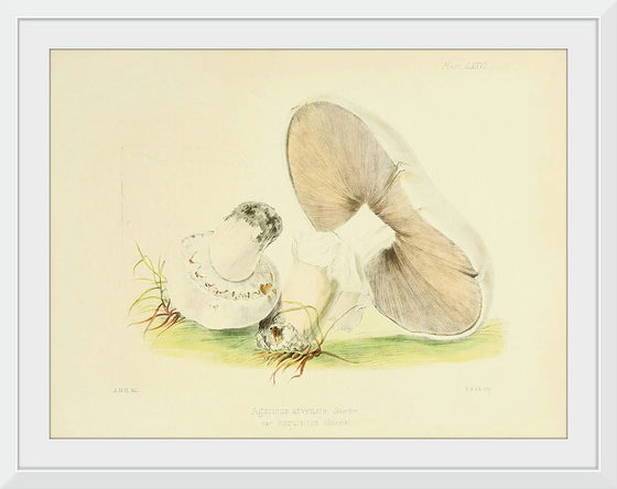 "Illustrations of British Mycology Plate 76 (1847-1855)", Anna Maria Hussey