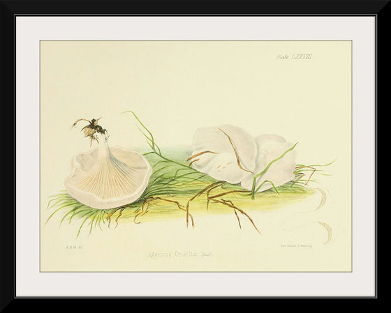 "Illustrations of British Mycology Plate 78 (1847-1855)", Anna Maria Hussey