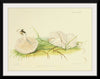 "Illustrations of British Mycology Plate 78 (1847-1855)", Anna Maria Hussey