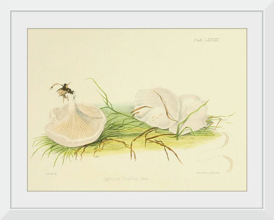 "Illustrations of British Mycology Plate 78 (1847-1855)", Anna Maria Hussey