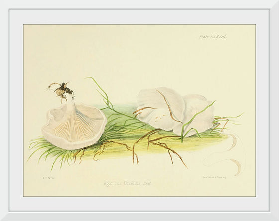 "Illustrations of British Mycology Plate 78 (1847-1855)", Anna Maria Hussey