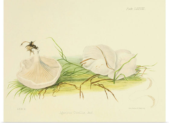 "Illustrations of British Mycology Plate 78 (1847-1855)", Anna Maria Hussey