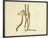 "Illustrations of British Mycology Plate 80 (1847-1855)", Anna Maria Hussey