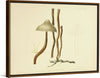 "Illustrations of British Mycology Plate 80 (1847-1855)", Anna Maria Hussey