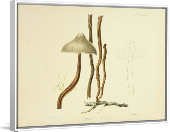 "Illustrations of British Mycology Plate 80 (1847-1855)", Anna Maria Hussey