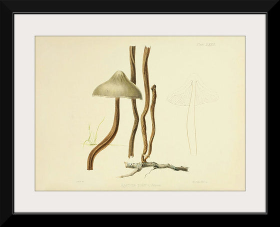 "Illustrations of British Mycology Plate 80 (1847-1855)", Anna Maria Hussey