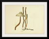 "Illustrations of British Mycology Plate 80 (1847-1855)", Anna Maria Hussey