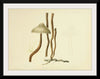 "Illustrations of British Mycology Plate 80 (1847-1855)", Anna Maria Hussey